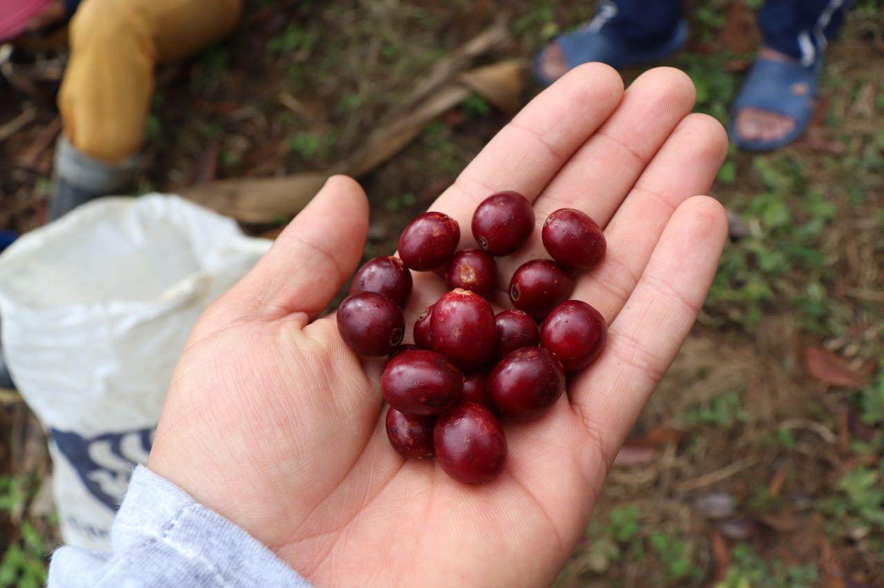 Colombia Finca El Mango - 12 oz.